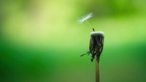 マインドフルネスツアー日本で体験できる心の平穏とは？