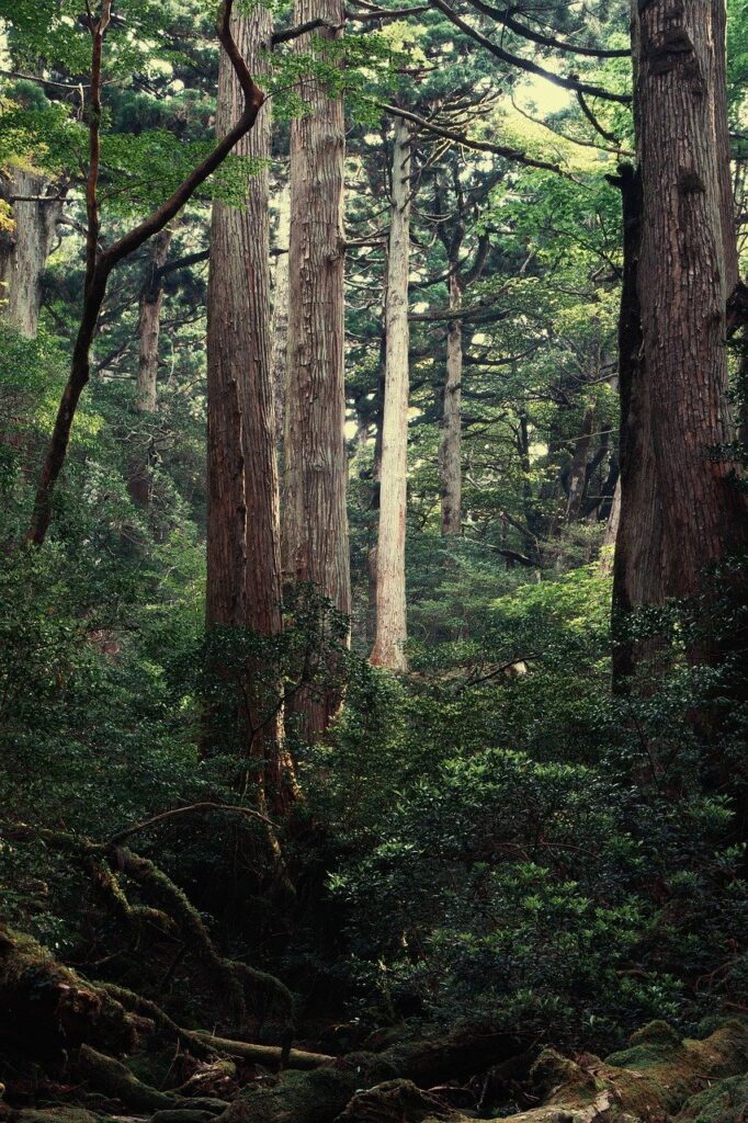 屋久島での一人旅におすすめの癒しスポットは？
