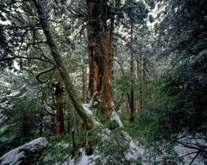 屋久島での一人旅に最適な癒しスポットは？