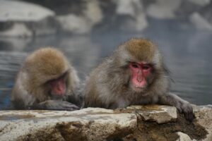 ひとり旅で楽しむ露天風呂付き客室の魅力とは？