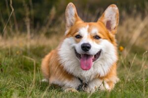 ウェルネスリトリートで心身をリフレッシュする方法は？