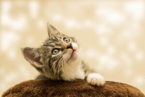 ヨガリトリートを楽しむ国内のおすすめスポットは？